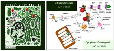 Flip-Flopping Retinal in Microbial Rhodopsins as a Template for a Farnesyl/Prenyl Flip-Flop Model in Eukaryote GPCRs